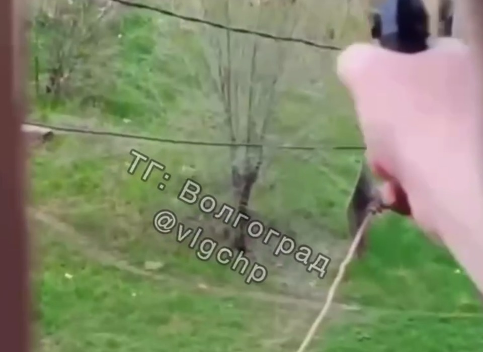 В Волгограде обсуждают видео со стрельбой с балкона квартиры по закладчику